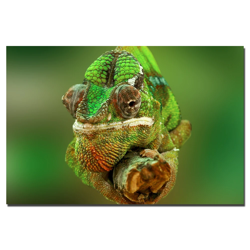 Chameleon Plakát Zvířat Malířské Plátno Umění Zdi Obrázky Vytisknout Pro Obývací Pokoj Domácí Dekor