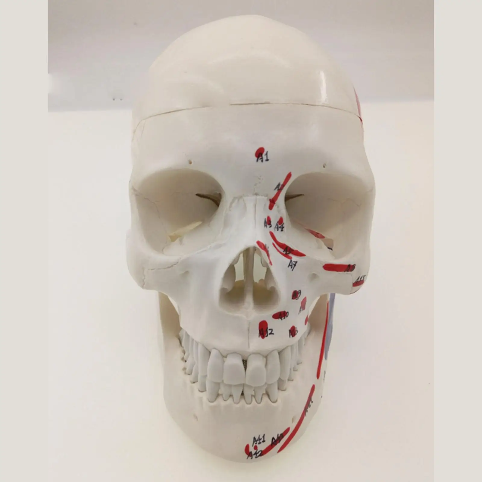 PVC Lidské Svalové Barva Lebky Model 3 Díly Digitální Indikace Lékařské Naučit Podpory Anatomie Životní Velikosti
